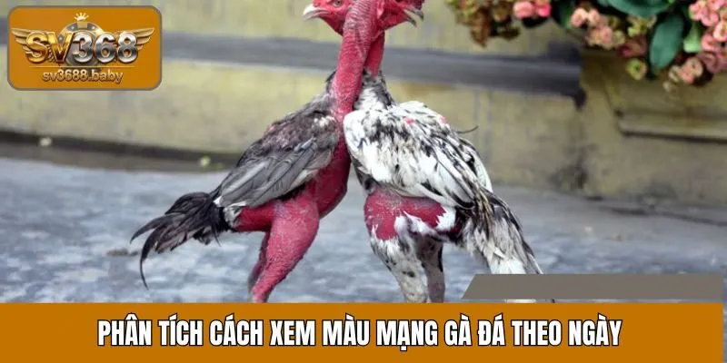 Phân tích cách xem màu mạng gà đá theo ngày Phân tích cách xem màu mạng gà đá theo ngày