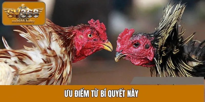 Ưu điểm từ bí quyết này Ưu điểm từ bí quyết này