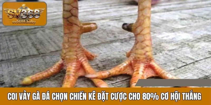 Coi vảy gà đá chọn chiến kê đặt tiền cho 80% cơ hội thắng Coi vảy gà đá chọn chiến kê đặt tiền cho 80% cơ hội thắng