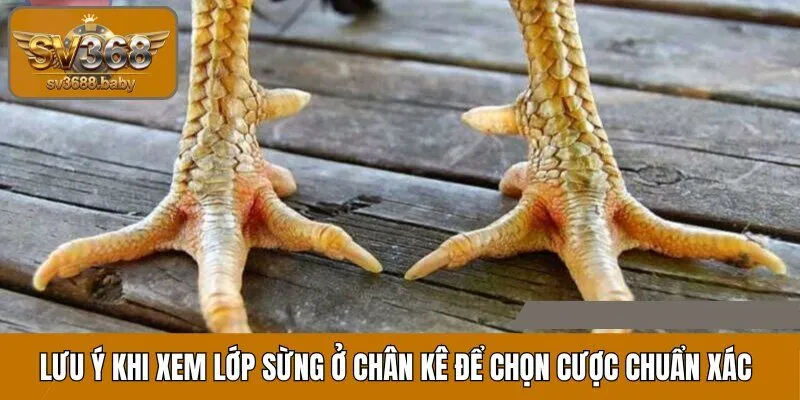Lưu ý khi xem lớp sừng ở chân kê để chọn cửa đặt tiền chuẩn xác Lưu ý khi xem lớp sừng ở chân kê để chọn cửa đặt tiền chuẩn xác
