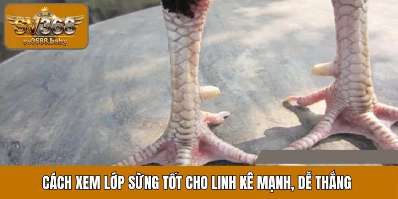 Cách xem lớp sừng tốt cho linh kê mạnh, dễ thắng trong thi đấu Cách xem lớp sừng tốt cho linh kê mạnh, dễ thắng trong thi đấu