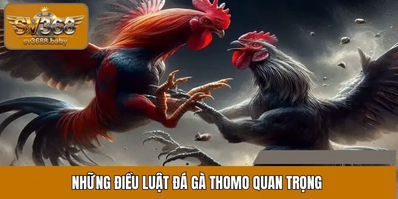 Những điều luật đá gà thomo quan trọng Những điều luật đá gà thomo quan trọng