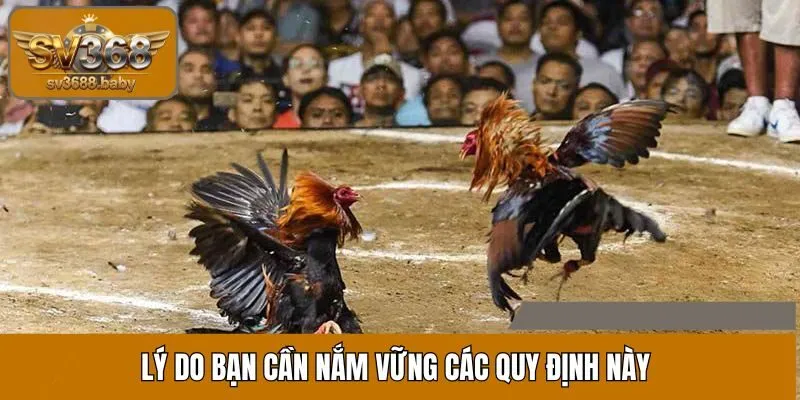 Lý do bạn cần nắm vững các quy định này Lý do bạn cần nắm vững các quy định này