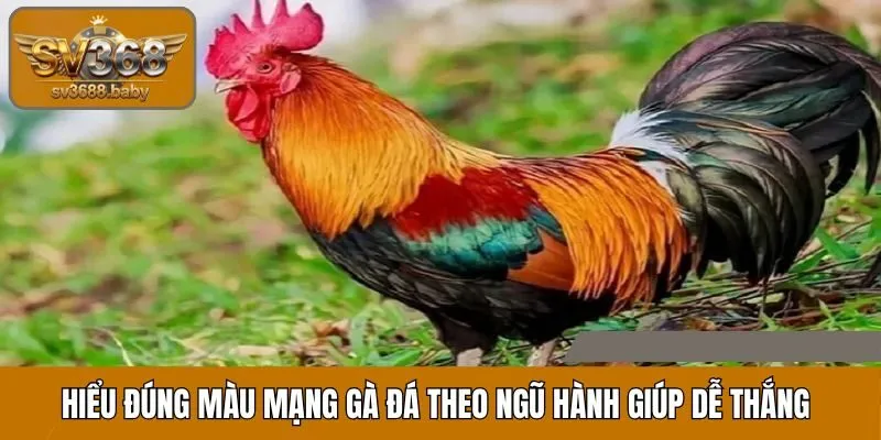 Hiểu đúng màu mạng gà đá theo ngũ hành giúp tăng cơ hội thắng Hiểu đúng màu mạng gà đá theo ngũ hành giúp tăng cơ hội thắng