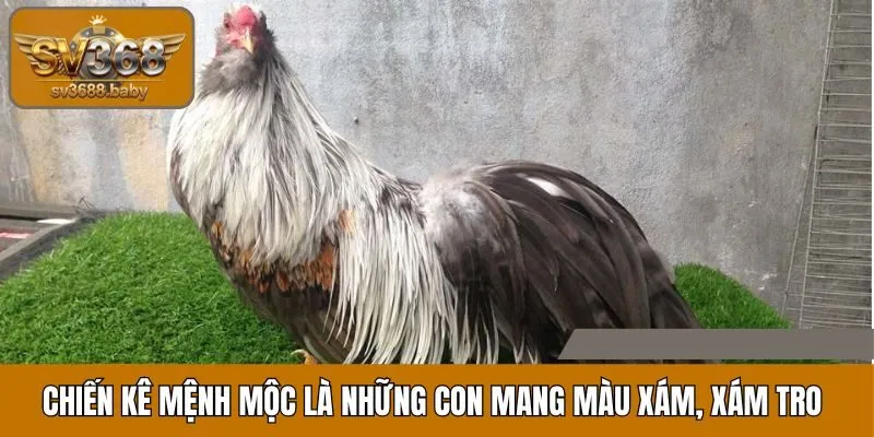 Chiến kê mệnh Mộc là những con mang màu xám, xám tro, xanh nhạt Chiến kê mệnh Mộc là những con mang màu xám, xám tro, xanh nhạt