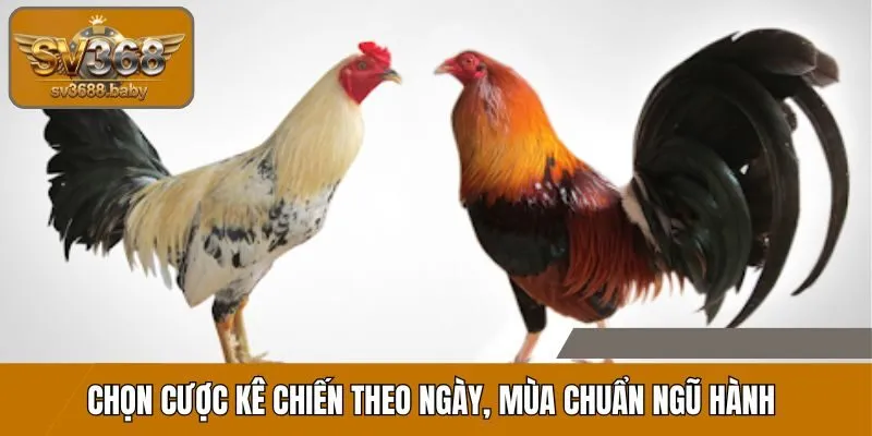 Chọn kê chiến theo ngày, mùa chuẩn ngũ hành tăng cơ hội thắng Chọn kê chiến theo ngày, mùa chuẩn ngũ hành tăng cơ hội thắng